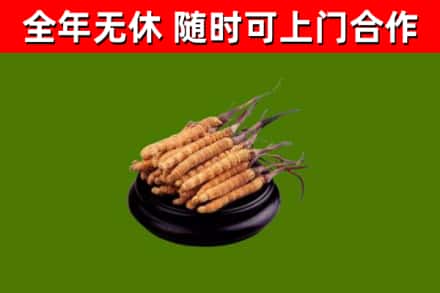 壶关烟酒回收冬虫夏草.jpg
